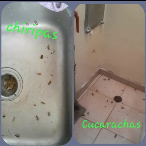 Servicios de Desinsectización y Desratización Contra Plagas Urbanas