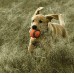 Pelota de juguete para perros